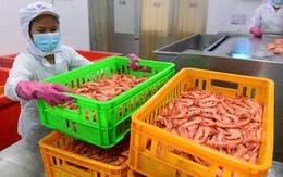 Doanh nghiệp Ba Lan đến Việt Nam tìm tôm để làm burger tôm