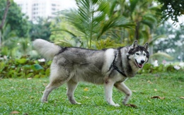 Chó thả rông, không rọ mõm vẫn chạy nhảy ở công viên Cảnh Đồi khu Phú Mỹ Hưng
