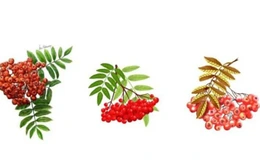 Quiz: Vũ trụ tặng bạn món quà gì?