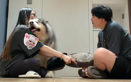 Chú chó bảo vệ cô chủ siêu đáng yêu