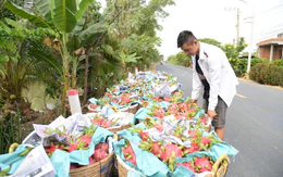 Thanh long miền Tây có loại giá chỉ 1.500 đồng/kg