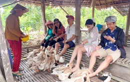 Cười thả ga khi ‘massage vịt’, cho cá bú bình tại khu du lịch ở miền Tây