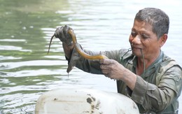 Ông Hoàng mù tay không bắt lịch, nhớ đường siêu đẳng ở Cà Mau