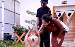 Con chó bị hành hạ ở Đà Lạt được 'giải cứu'