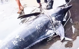 Tàu cá Khánh Hòa đánh bắt được cá cờ kiếm gần 320kg 