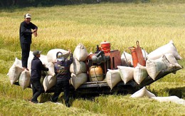 Giá lúa giảm sâu, nông dân miền Tây thua lỗ