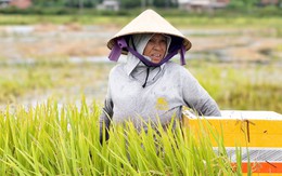 Nhiều cánh đồng ở Quảng Ngãi ngập sâu do lũ, lúa nảy mầm khiến nông dân đứng ngồi không yên