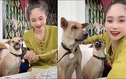 Chú chó ghen tị khi thấy cô chủ đeo dây chuyền cho đồng bọn