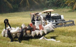 Nông dân Đồng Tháp có thu nhập 145 triệu/người mỗi năm vào 2030?