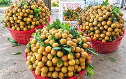 ‘Tôi bán mít ruột đỏ tại vườn 2.000 đồng, nhưng khi vào siêu thị thấy bán 120.000 đồng/kg’