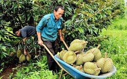 Giá sầu riêng bất ngờ tăng giúp nhiều nông dân Tây Nguyên thu tiền tỉ