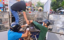 Đặc khu Côn Đảo và 24 xã, phường tại TP.HCM đã bắt 409 con chó thả rông