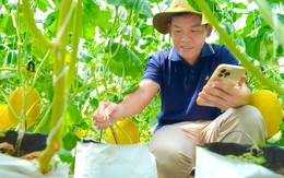 Thanh niên 9X trồng dưa lưới công nghệ cao ở Đồng Tháp, được bao tiêu toàn bộ sản phẩm