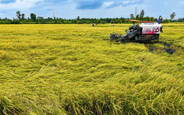 Đã đến lúc phải chung tay xây dựng thương hiệu gạo Việt Nam