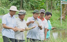 Hành trình đổi đời của hạt gạo miền Tây