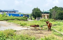Chính phủ đề xuất không thu thuế sử dụng đất phi nông nghiệp với đất lấn chiếm