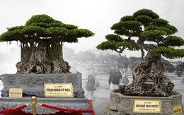 Hai cây bonsai tiền tỉ gây chú ý tại triển lãm sinh vật cảnh Quảng Ngãi