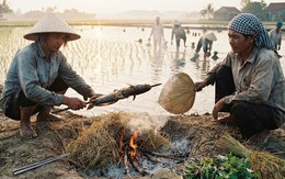 'Cơm cấy', người nông dân miền Tây hít hà: Ăn cơm ngoài ruộng nó ngon gì đâu