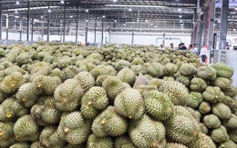 Vì sao sản lượng sầu riêng Việt Nam vượt Thái Lan  nhưng giá trị thu về lại thấp hơn?