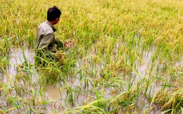 Hơn 4.200 hecta lúa ở Cà Mau bị ngập do mưa lớn kéo dài kèm dông lốc