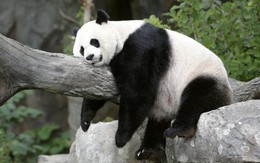 'Đại sứ' gấu trúc sắp trở lại Mỹ, ông Tập báo tin vui tại Nhà Trắng