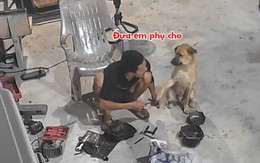 'Cậu vàng' giúp chủ làm việc nhưng chưa đáng kể