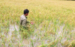 Mưa dông làm sập nhà, sạt lở, ngập lụt ruộng vườn ở Cà Mau 