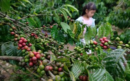 Khám phá 'chuẩn hoa hậu' của Robusta