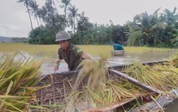 Cuộc thi Lan tỏa năng lượng tích cực 2026: Ấm lòng dân quân cùng nhau thu hoạch lúa ngập úng do mưa lớn