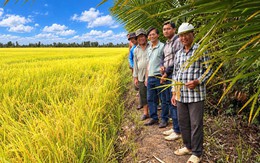 Hợp tác trồng lúa theo chuẩn Global GAP, tăng lợi nhuận cho nông dân