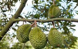 Thực phẩm an toàn không chỉ dành cho xuất khẩu