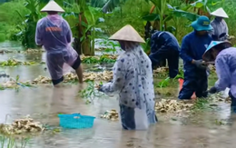 Người dân U Minh Thượng nhổ gừng non chạy ngập, bán 3.000 đồng/kg