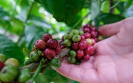 Một thế giới hương vị khác trong ly Robusta