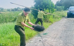 Tháo gỡ hàng trăm mét lưới bẫy chim ở TP.HCM