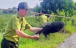 Kiểm lâm TP.HCM đã tháo gỡ 4.300m lưới giăng bẫy chim trời