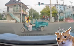 Gừng càng già càng... xoay