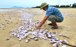 Hàng tấn ngao tím chết dạt kín bờ biển Hà Tĩnh, chưa rõ nguyên nhân