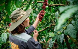 Mời bạn đọc tham gia workshop 'Nâng giá trị Robusta từ dữ liệu canh tác'