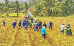 Rủ nhau đi săn chuột đồng vào mùa no lúa miền Tây