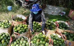 Giá cả đầu ngày: Khoai mì, cam sành đồng loạt tăng giá, người trồng phấn khởi; rau xanh vẫn đắt lên