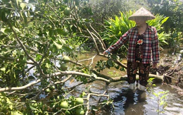 Bơm nước giải cứu nhiều vườn bưởi bị ngập ở xã Tân Vĩnh Lộc, TP.HCM