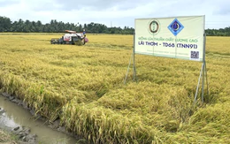 Nông dân miền Tây trồng lúa chất lượng có ‘địa chỉ’, bán cao hơn thị trường từ 1.200 đồng/kg