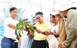Ra vườn cà phê, nông dân 'soi bệnh' bằng app