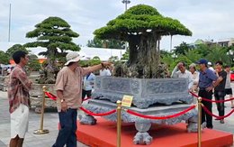 Ngắm hai 'siêu cây' bonsai được chủ nhân định giá 6,3 tỉ và 3,4 tỉ đồng 