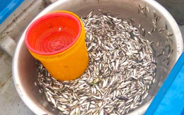 Giá cá linh giảm hơn một nửa so với đầu mùa nước nổi