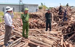 Chủ doanh nghiệp vận chuyển gỗ lậu ở Đắk Lắk khai số tiền chung chi cho quản lý rừng