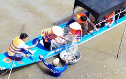 Cá linh còn 100.000 đồng/kg, giảm hơn một nửa so với đầu mùa nước nổi
