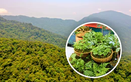 Một doanh nghiệp đề xuất dự án 1.200ha trồng sâm Ngọc Linh trên núi cao ở Đà Nẵng
