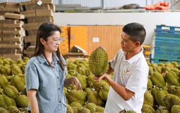 Xuất khẩu sầu riêng hướng tới mốc 4 tỉ USD