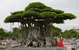 Hơn 400 'siêu cây' bonsai tề tựu về Quảng Ngãi, có cây được định giá 6,3 tỉ đồng